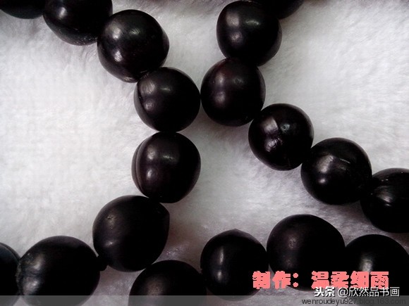 印度菩提子的种类,海南菩提子的种类