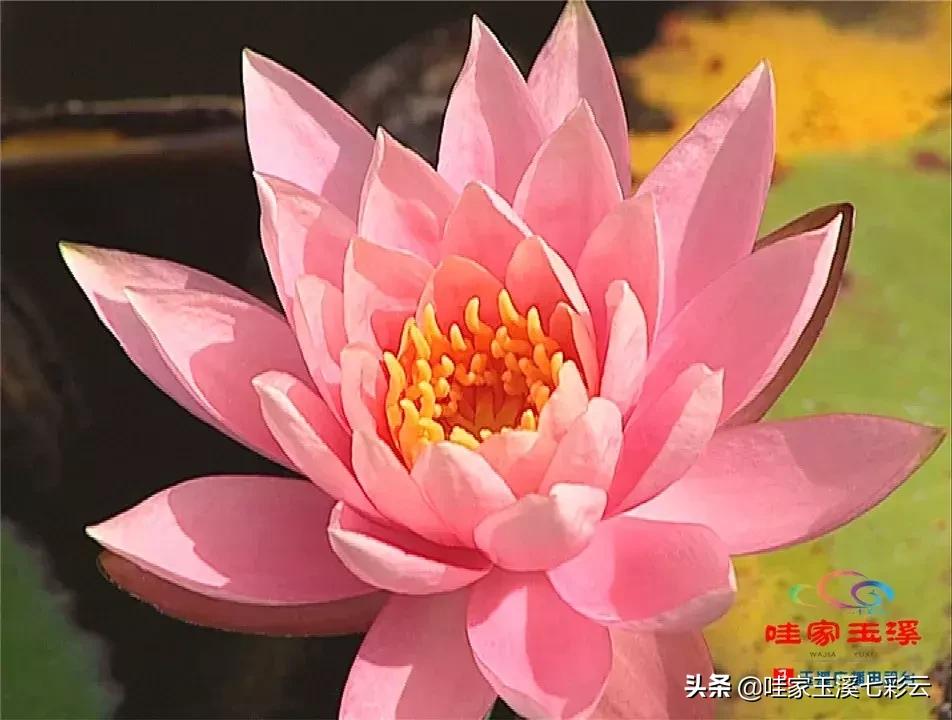 迷人！这里的“花中睡美人”盛开了