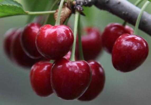 用盐水泡樱桃会有小虫子出现,樱桃用盐水泡泡会有白色的虫子