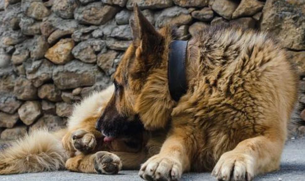 狗狗是如何用舌头喝水的,盘点狗狗各种姿势喝水