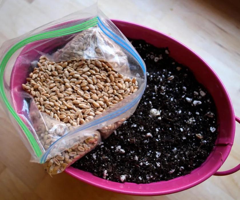 路边随便采野花,路边哪些草可以当猫草