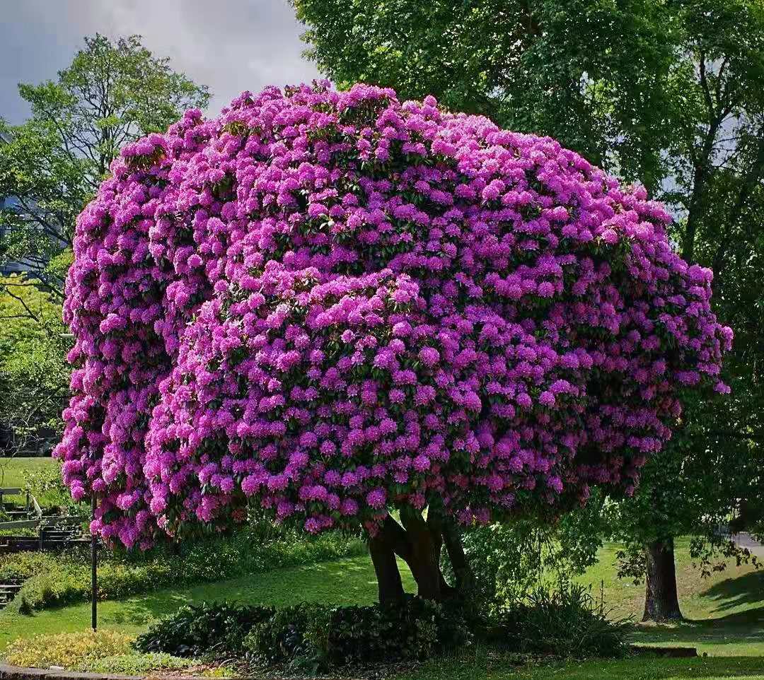 逛花市各种各样的花太漂亮了,逛花市漂亮的蝴蝶兰