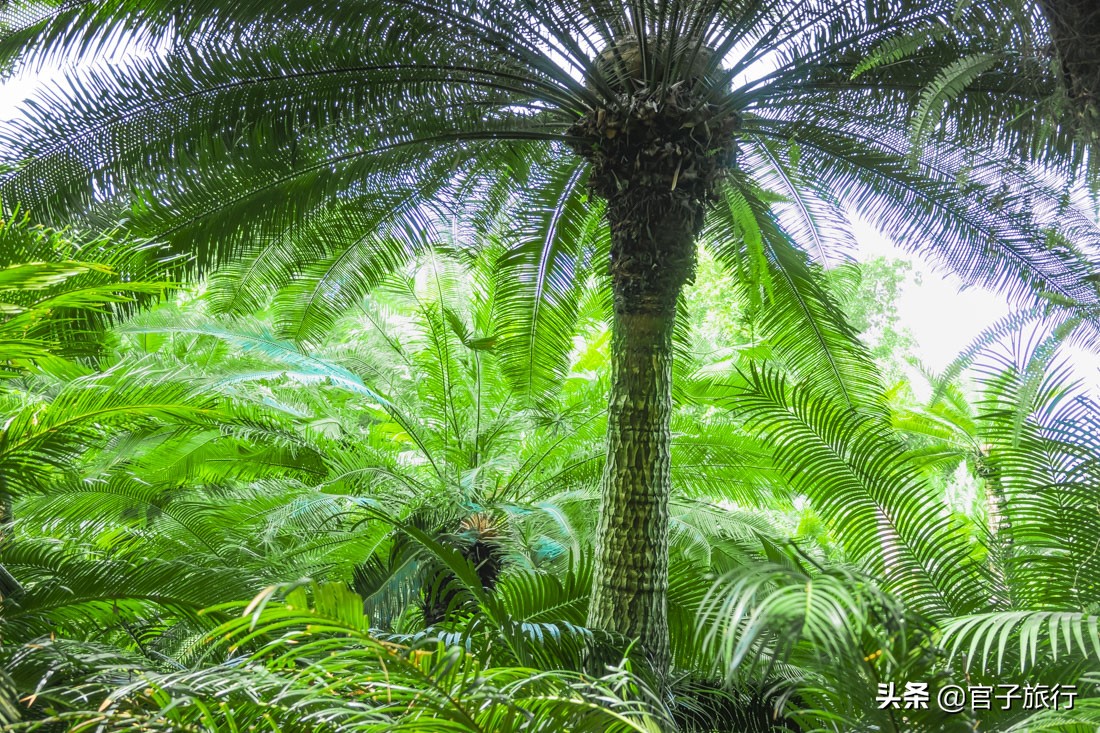 再游青秀山，看“熊猫级”国宝苏铁王，只为千年等一回的告别