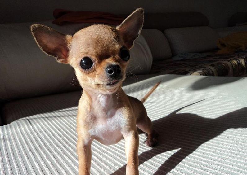 最臭的6种狗狗全养过的算你厉害,盘点7种自带香味的狗狗