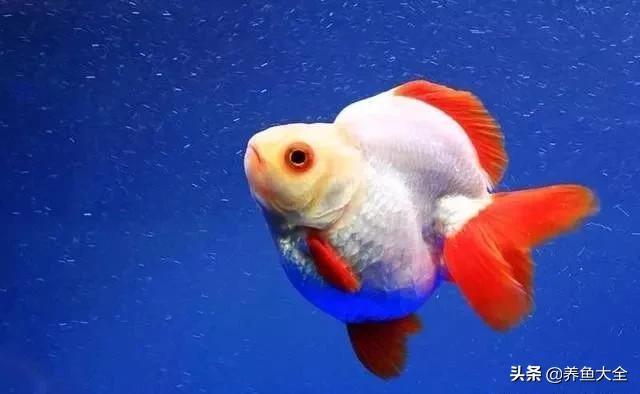 什么金鱼好养又好看,养哪种金鱼又好看又好养