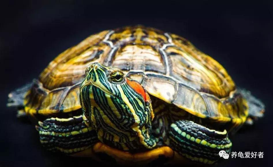 黄耳龟喂什么食物,幼龟可以吃什么人类的食物