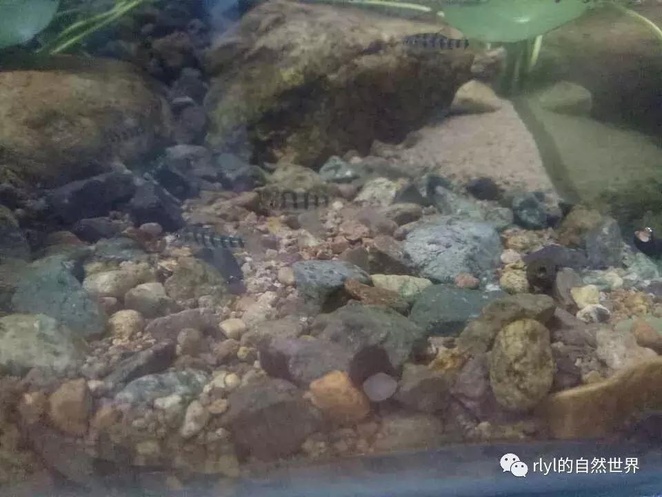 黄缘龟多大可以进环境造景,黄缘龟造景用陶粒还是火山石