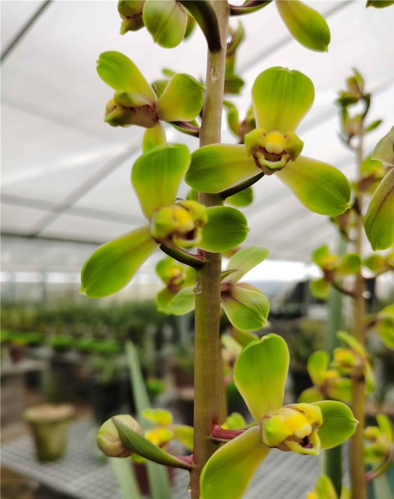 清朝乾隆年间下山的一颗蕙兰，后世称为赤蕙之首，梅瓣之王