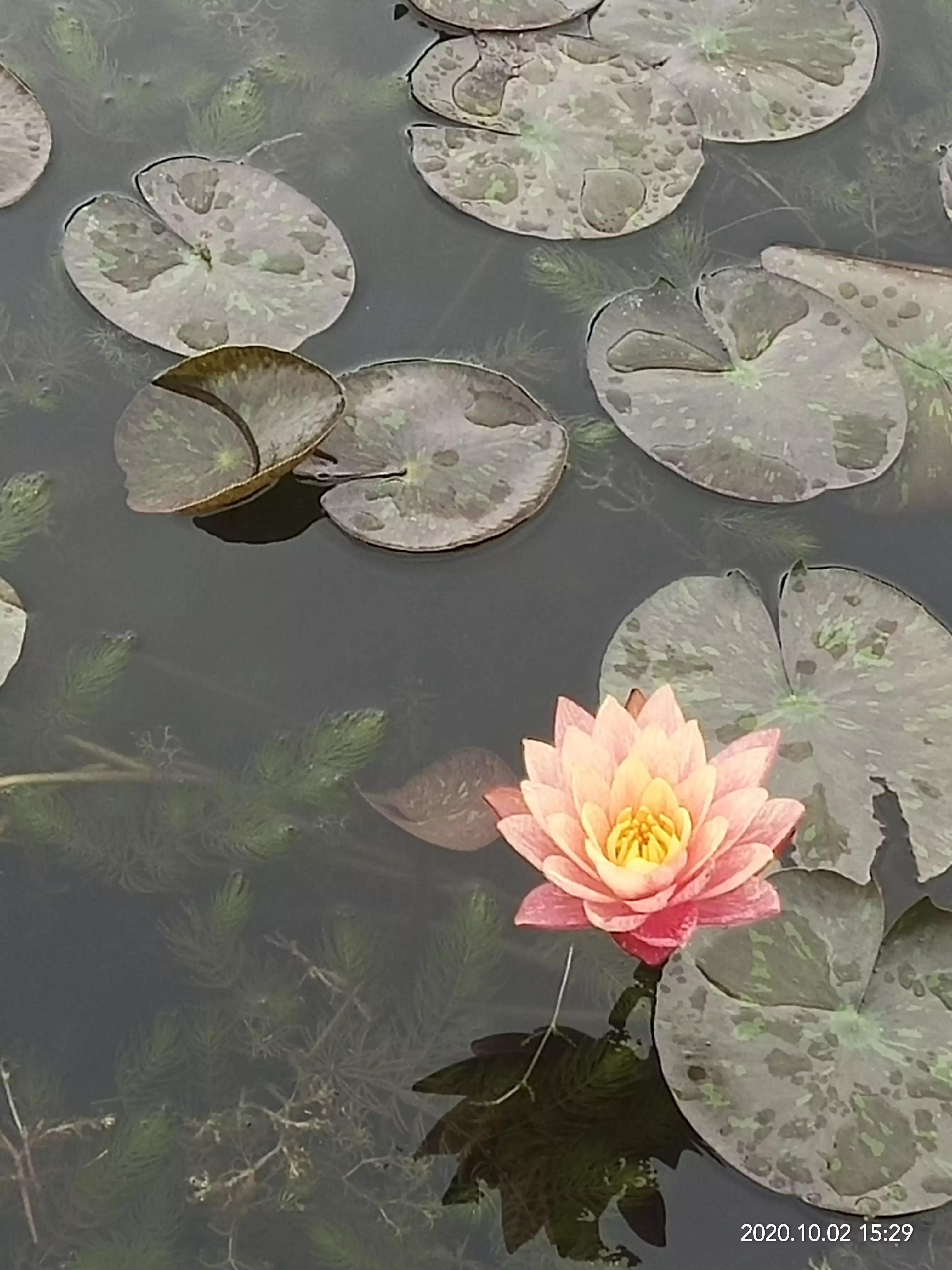一朵荷花清新唯美,获奖唯美荷花