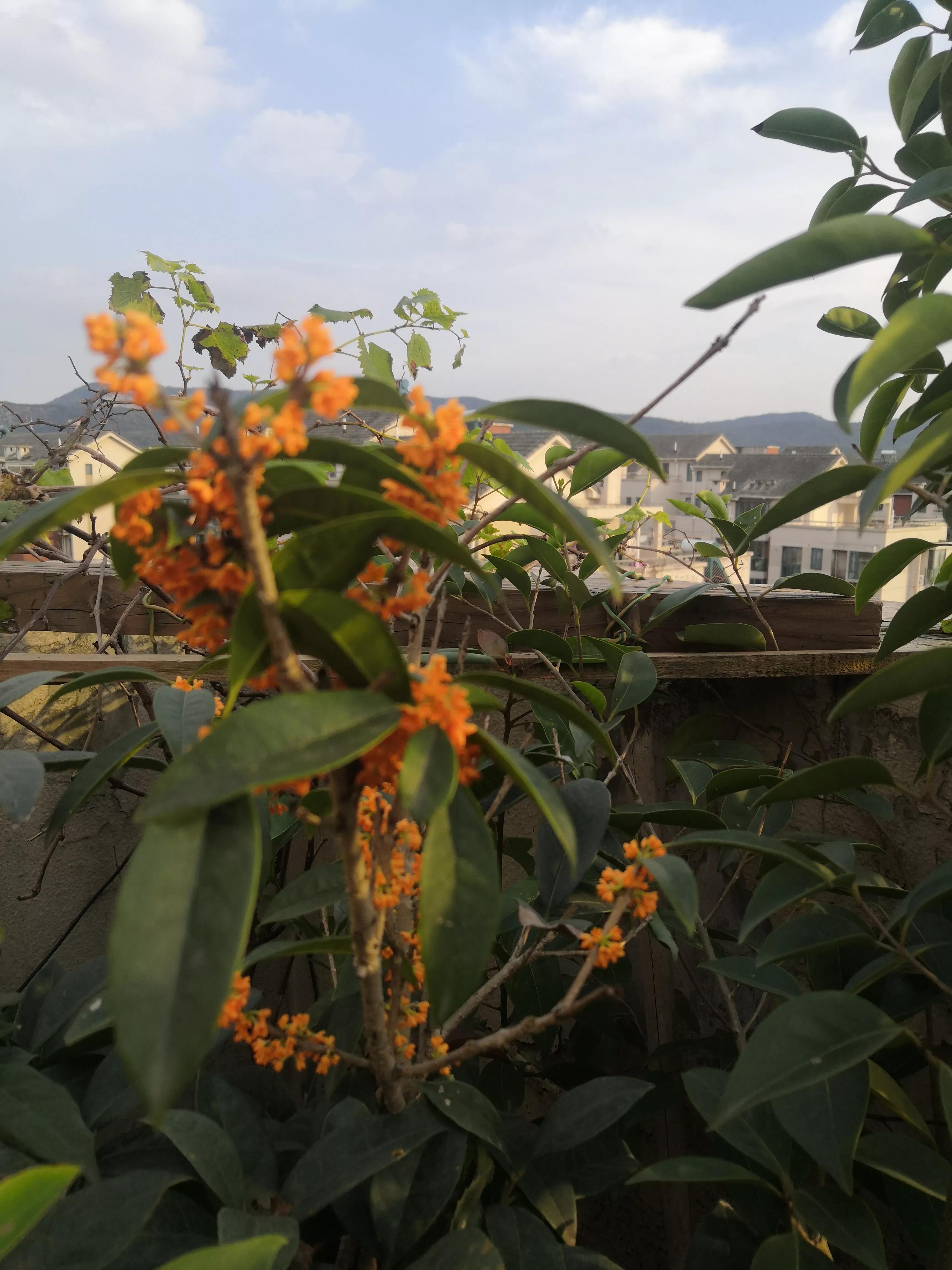 白桦树冬日雪景,赞美冬至的白桦林