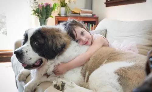 令人惊叹的狗狗品种你一定要了解,这些不常见的狗狗品种你认识几个