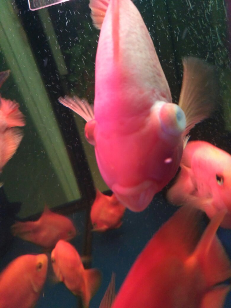 鹦鹉鱼嘴唇凸出来是什么病,鹦鹉鱼眼睛凸出来快掉了怎么处理