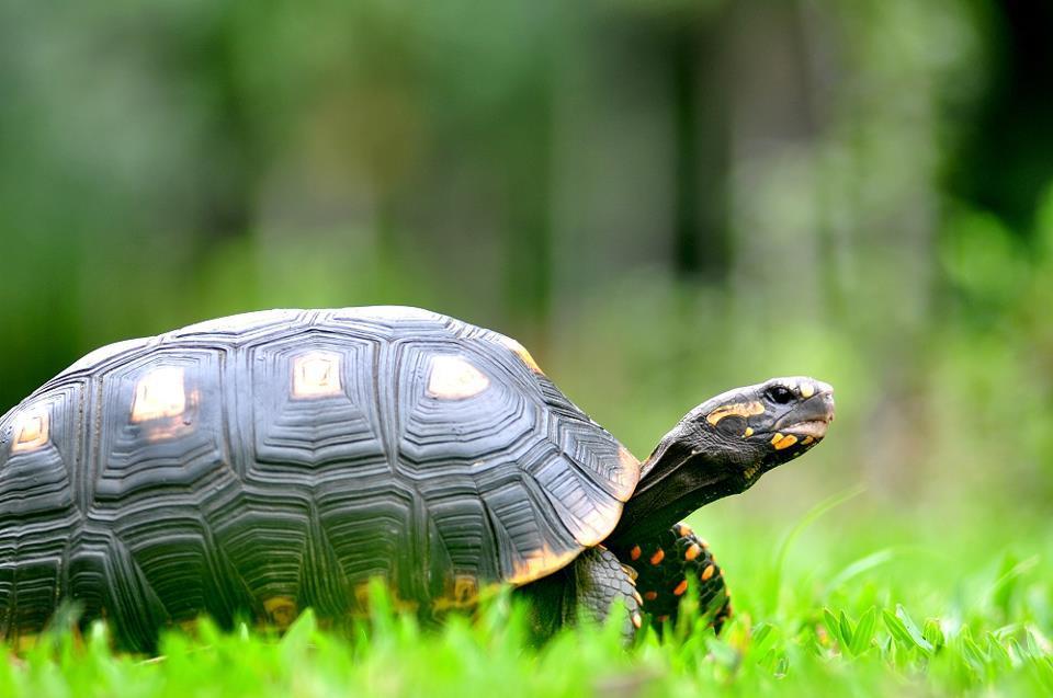 陆龟要每天喂吗,陆龟能不能天天喂