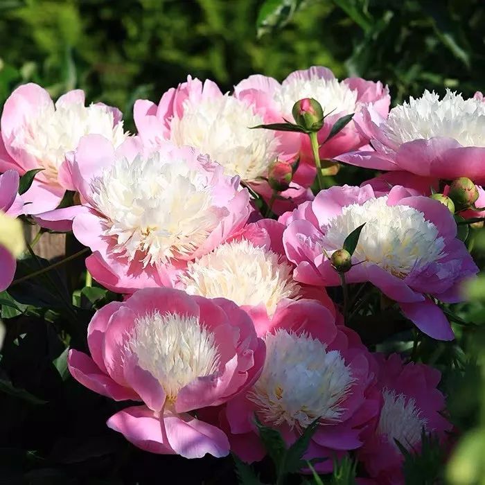 这六种花寓意吉祥好养易活,公认最吉利的4种花