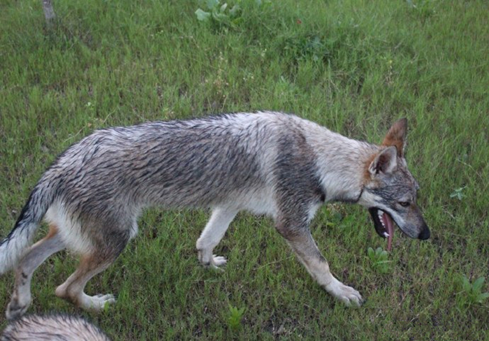 主人听见狗叫后推窗，却看见院中竟有两匹狼，报警后才知其身份