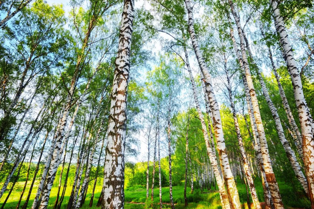呼伦贝尔感受大自然的美好,呼伦贝尔终生难忘的草原
