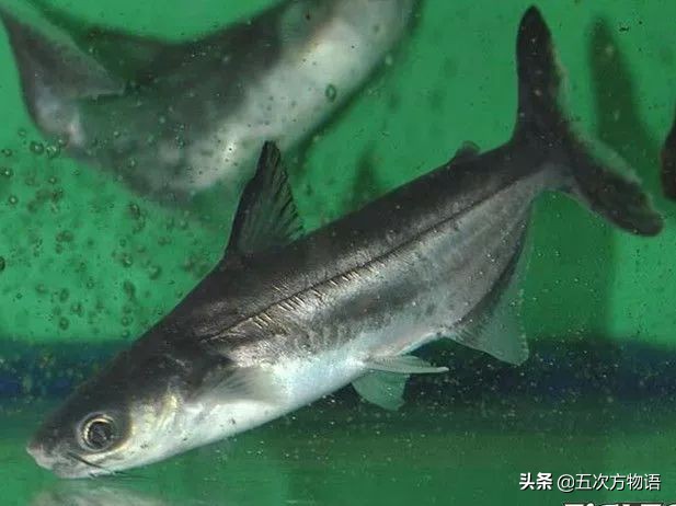 青岛怎么叫龙利鱼,青岛本地龙利鱼