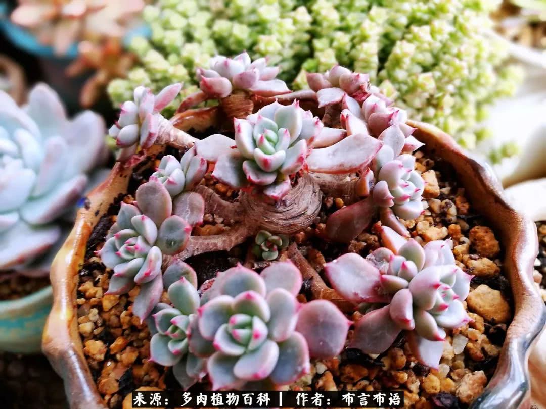 从多肉上感悟人生,多肉的真实生活感悟
