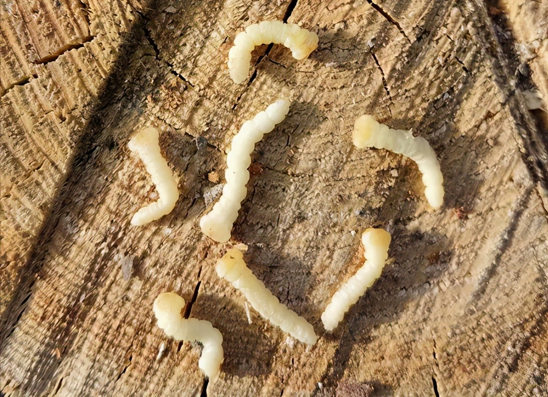 华东地区常见蛀干害虫识别与防治,法桐双齿长蠹钻蛀害虫的防治方法