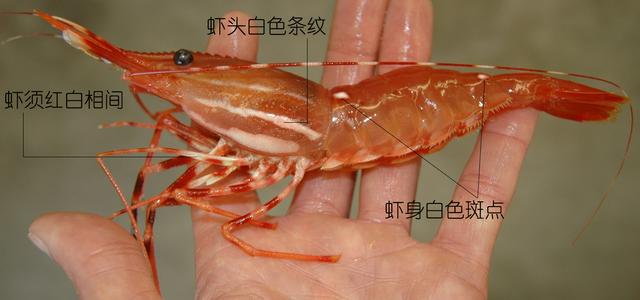 虾说，这是一篇让你不仅会吃，还会认……一文解决“虾”认识