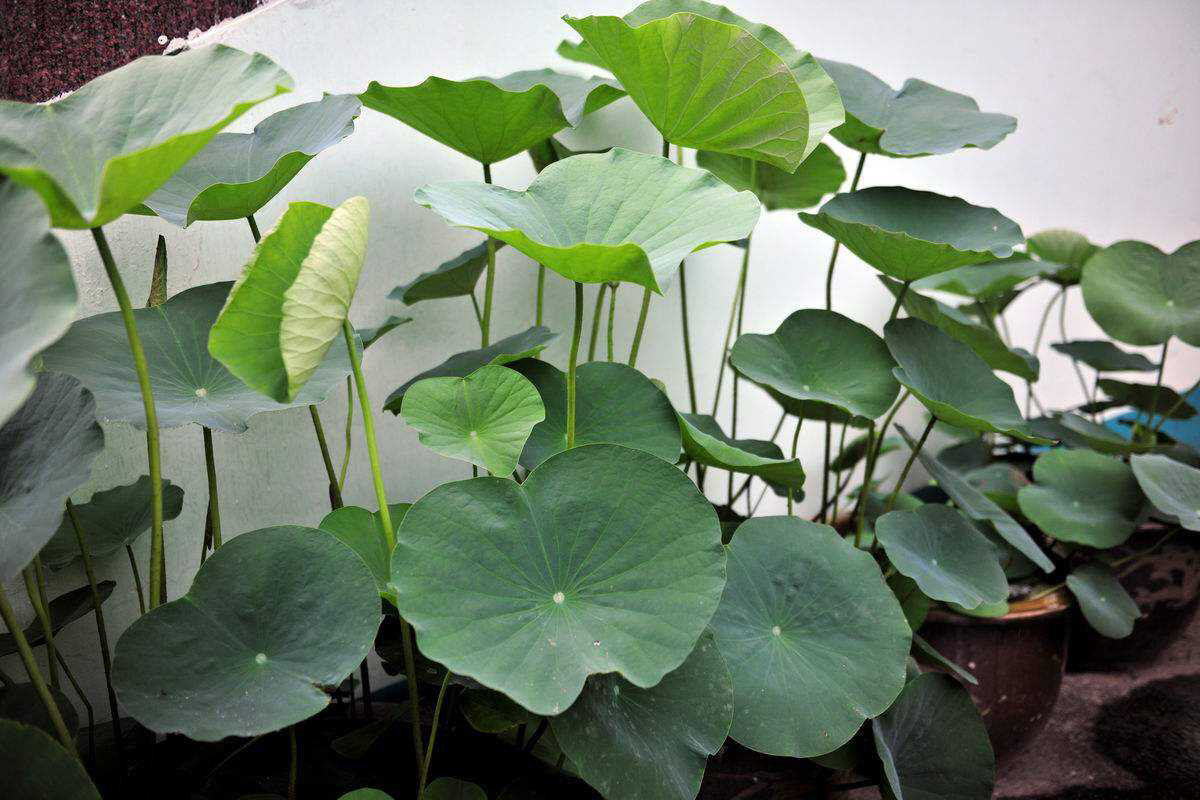 家有小院别忘了养一缸荷花,观赏型的在庭院的荷花怎么养