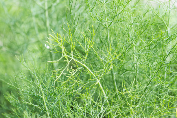小茴香菜有特殊香味吗,茴香菜具有一种特殊的香气