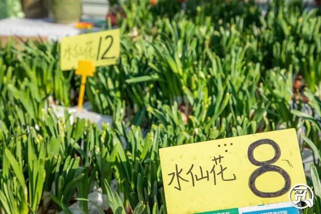 深圳花店有什么花,深圳龙华花店订花送花