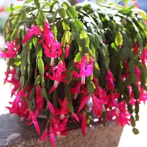 全部金木水火土五行五系植物介绍,五种植物代表五行