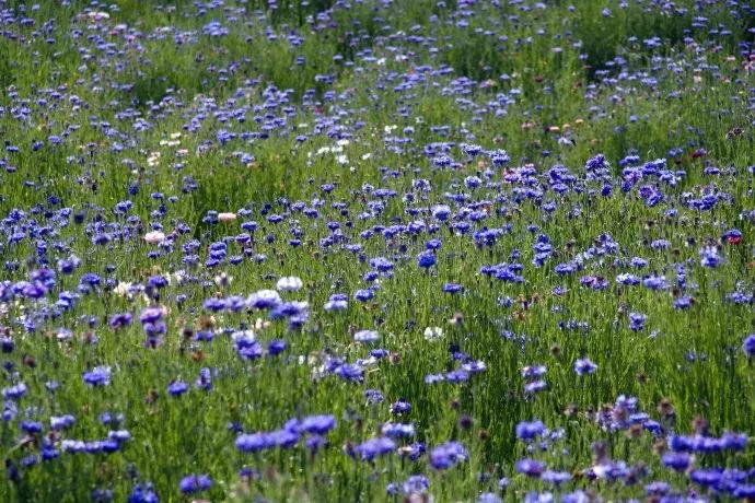 好书推荐快来领取你的宝藏书单,100种百花图谱大全