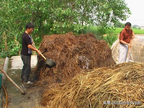 大田种大球盖菇如何冬季出菇,大球盖菇栽培技术分析图