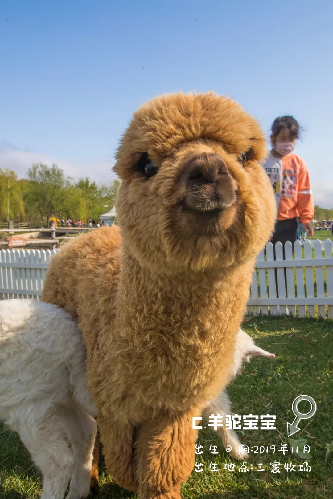 大连六一去哪儿玩,六一大连有免费玩的地方吗