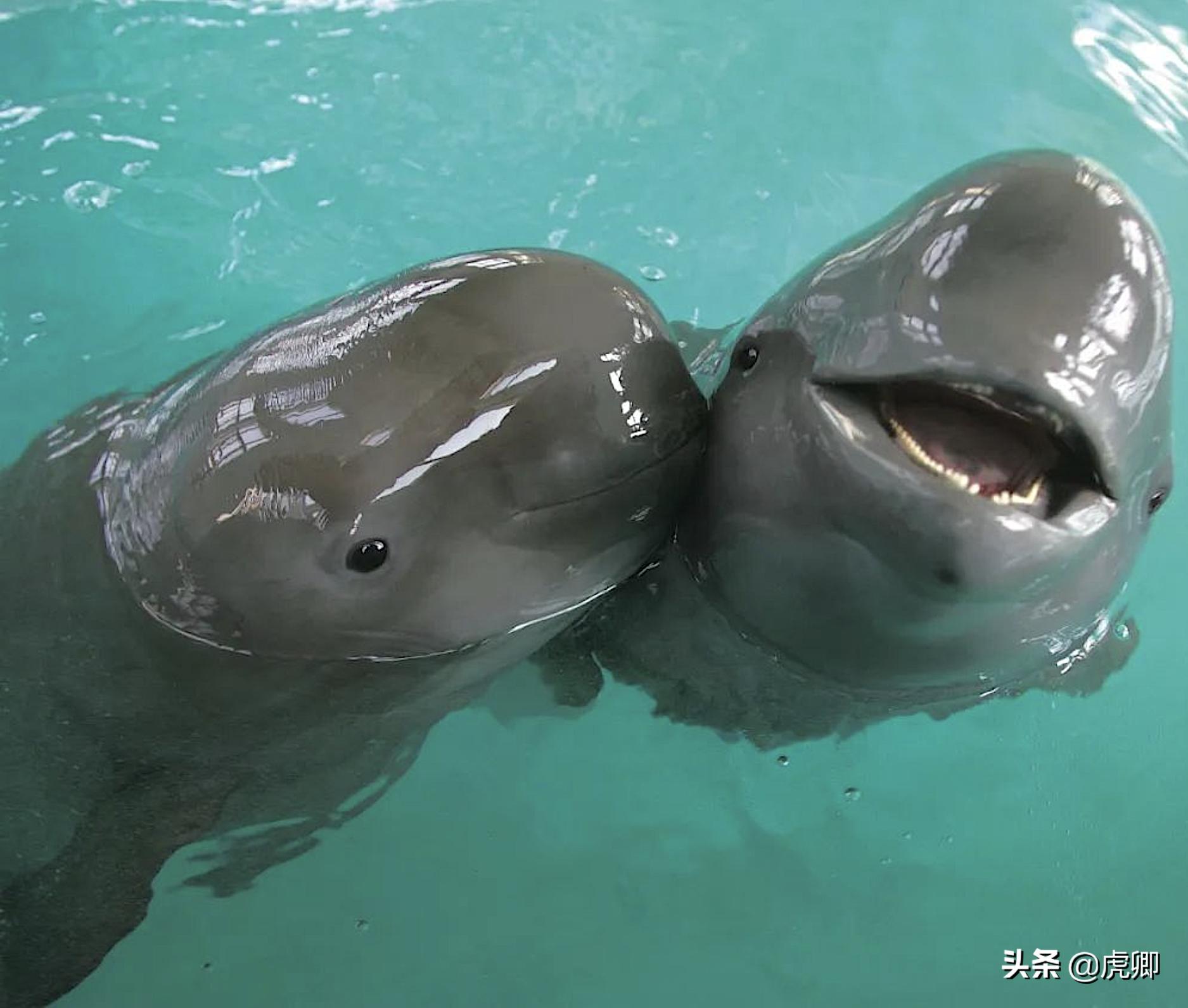 长江江豚死亡最新消息,今年长江江豚灭绝没