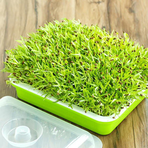 家里发豆芽有何诀窍,在温室里怎么发豆芽