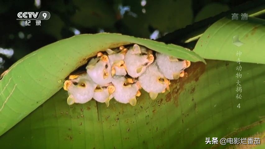 蝙蝠为什么是背锅侠,蝙蝠真实纪录片