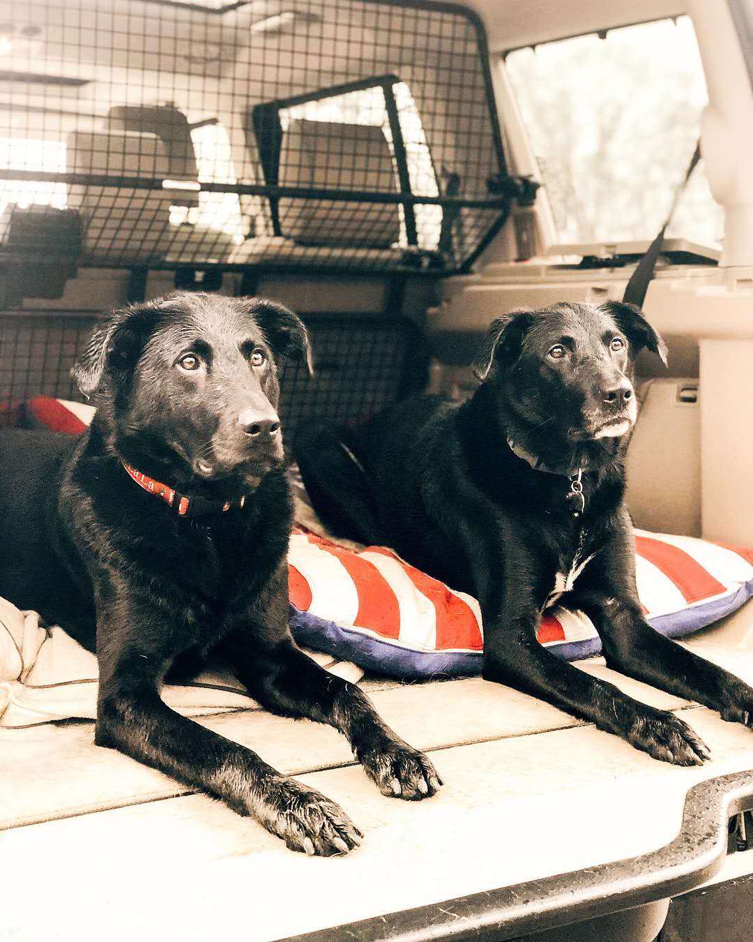 听说所有的狗会跟主人越长越像,狗长得越来越像主人