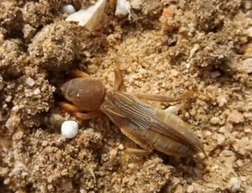 有关虫子的特点美食,美食虫子视频大全