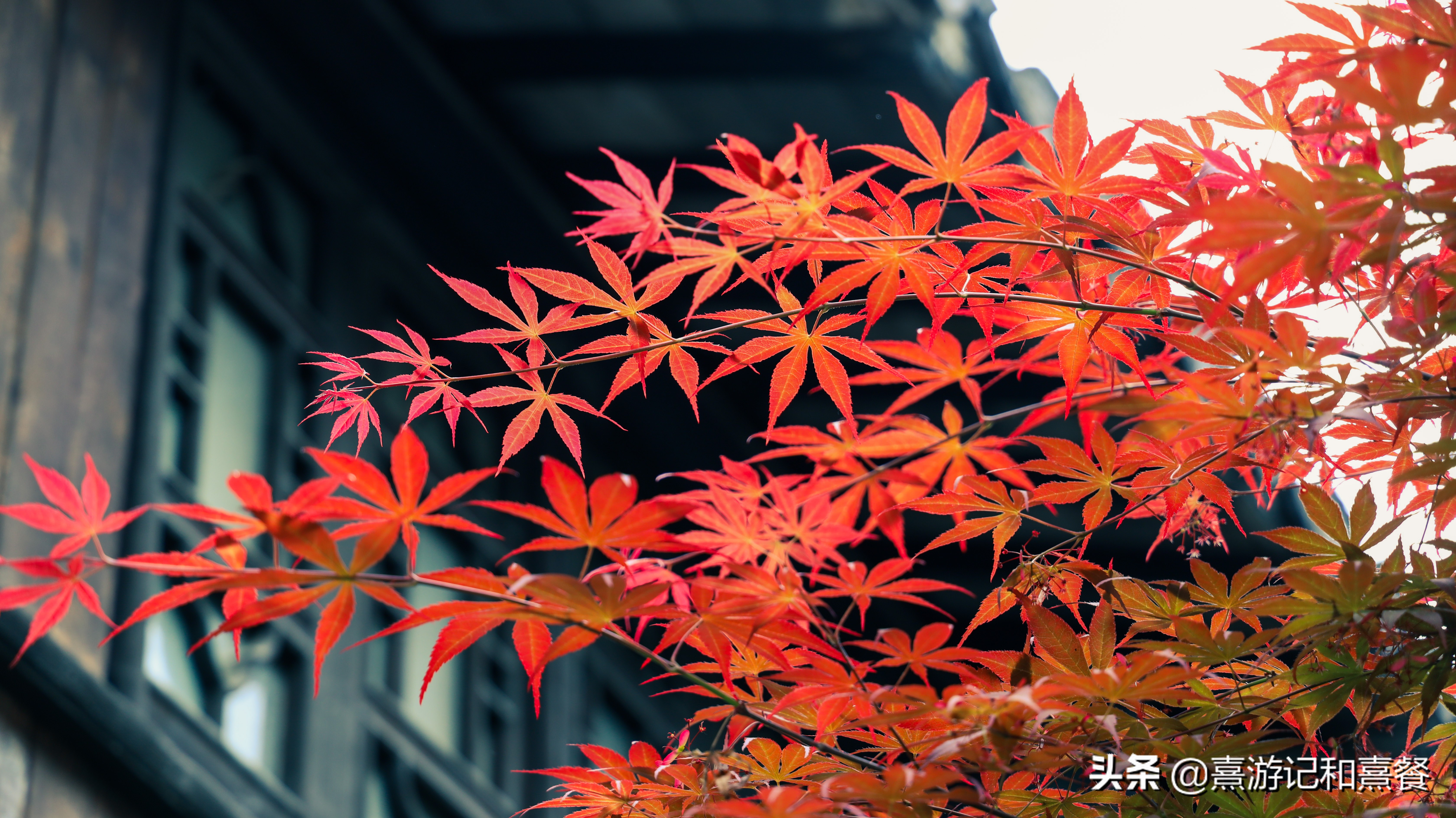 朱家角古镇游玩攻略,朱家角古镇逛吃