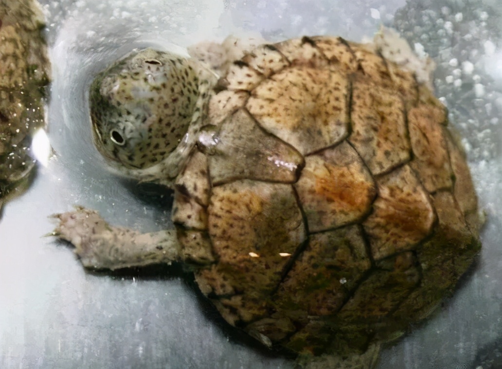 龟类大百科,大眼睛龟类