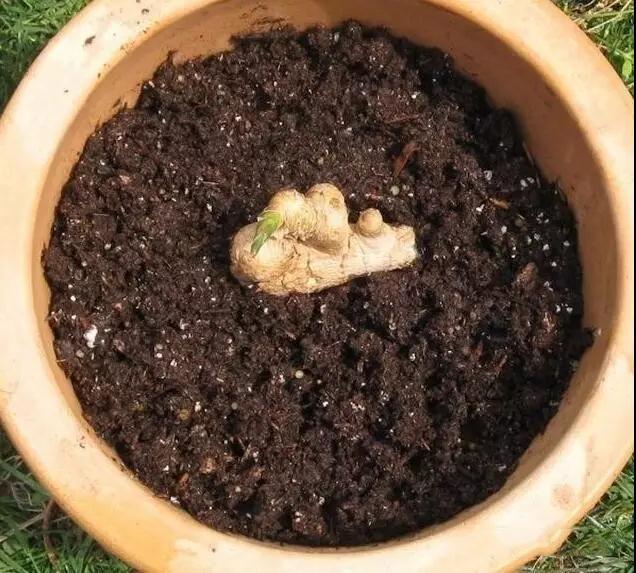 生姜盆景怎么种植,生姜盆景种植方法