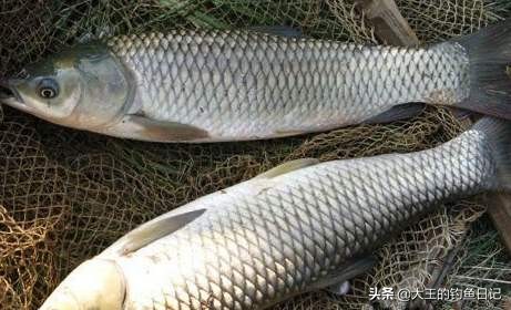 最有效的海杆爆炸钩钓法,海竿用大爆炸钩好还是小爆炸钩好