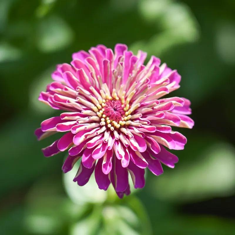 厦门最近哪里的花海最好看,江岭向日葵花海美成童话