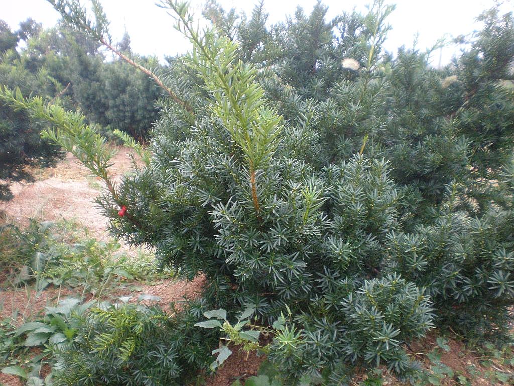 曼地亚红豆杉怎么快速生长,曼地亚红豆杉是什么品种