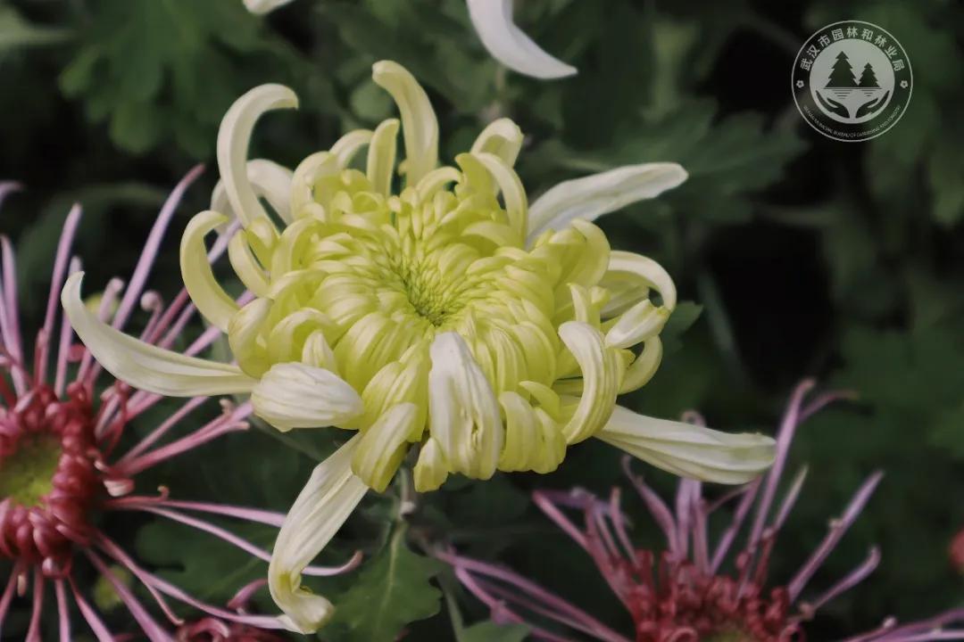 金秋时节菊展赏菊,趁着周末逛菊展