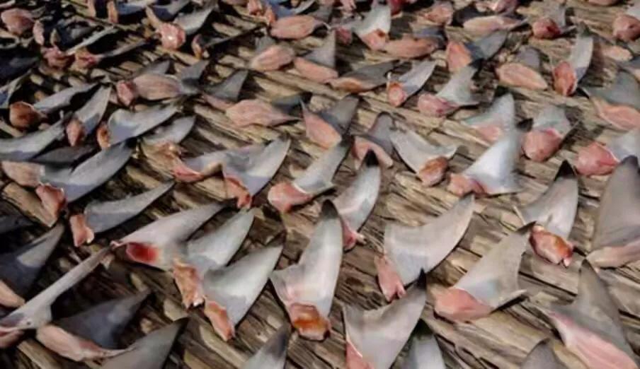 那些因为人类猎杀而灭绝的动物,因人类捕杀而灭绝的动物