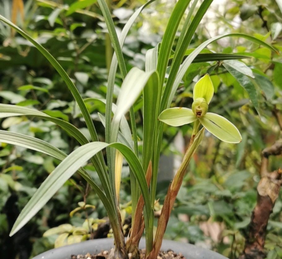 春兰宋梅怎么养才容易开花呢,春兰宋梅养护方法及注意事项