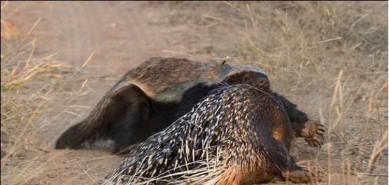 蜜獾平头哥发脾气,蜜獾平头哥对人友好吗