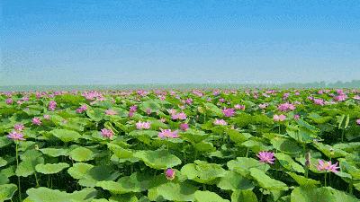 全国十大最佳赏荷好去处,沈阳赏荷花攻略