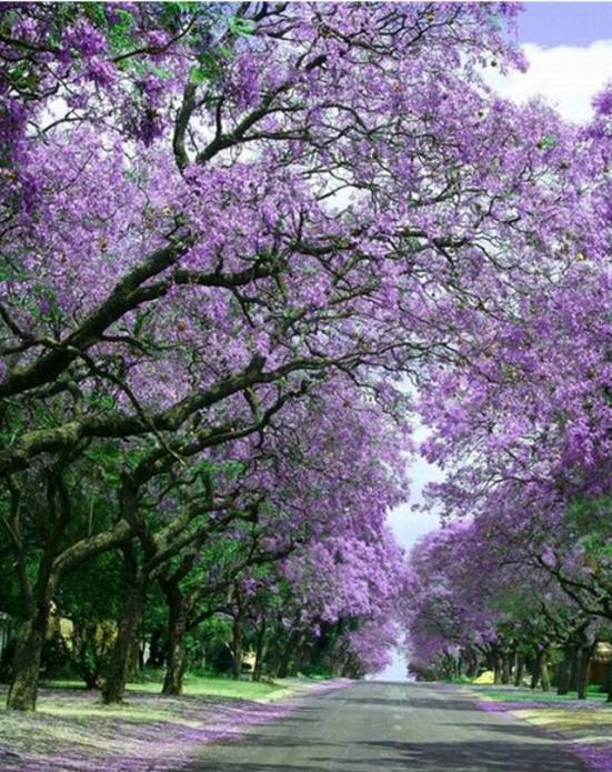 深圳北站公园足球场,深圳市中心公园足球场有多大