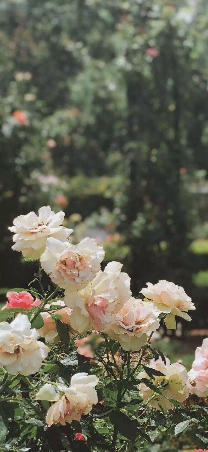 好看的微信聊天背景图男生,微信聊天背景图超清苹果