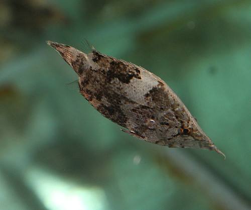 越来越稀奇的淡水鱼,最色彩多姿的淡水鱼